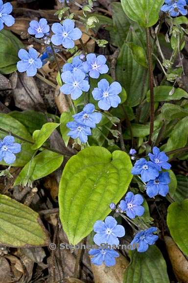 omphalodes cappadocica 4 graphic